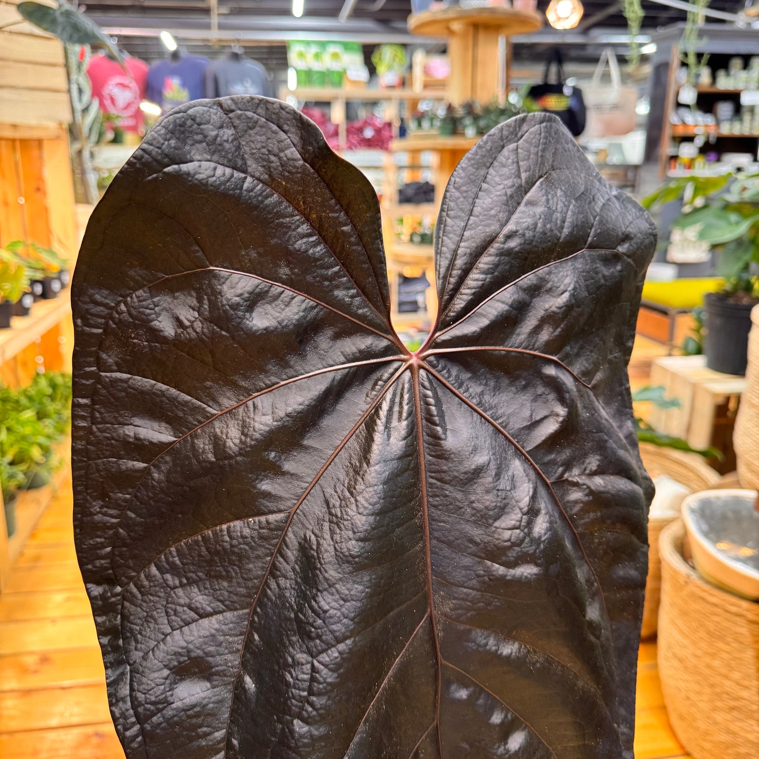 Anthurium Queen of Hearts