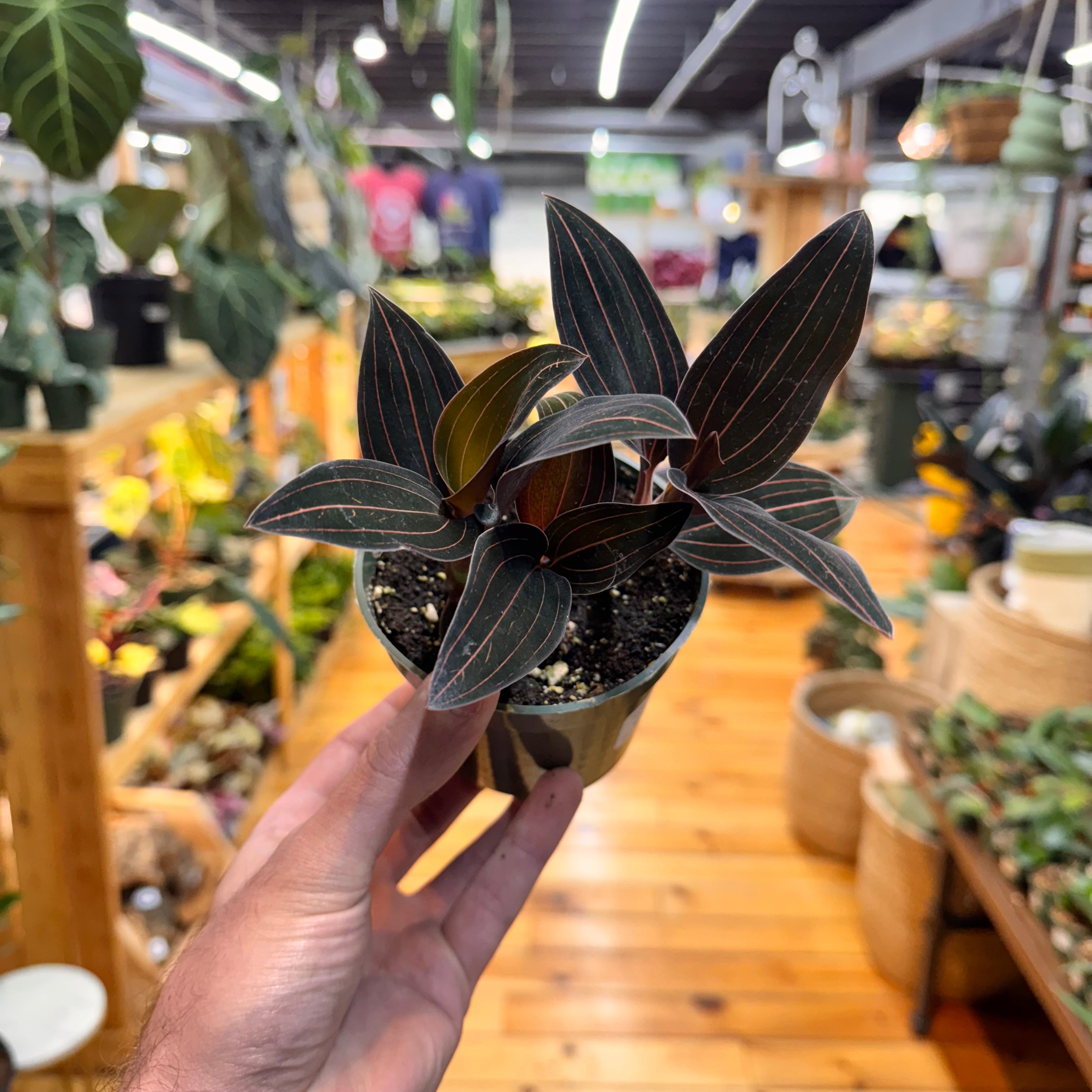 Jewel Orchid &