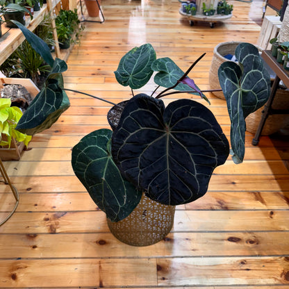 Anthurium Crystallinum Red