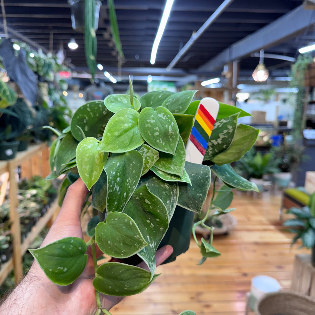 Scindapsus Pictus &