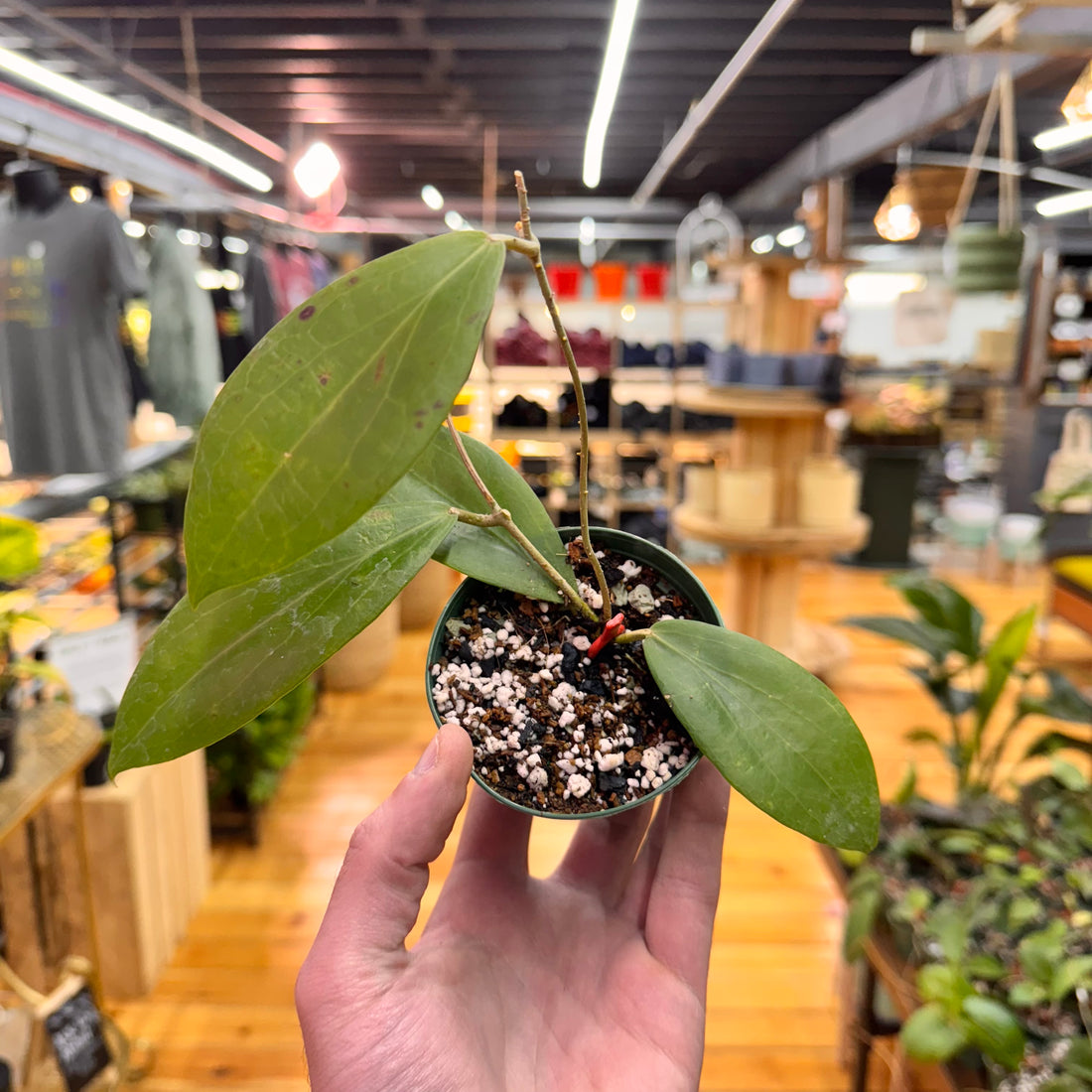 Hoya sp. Surigao Del Sur