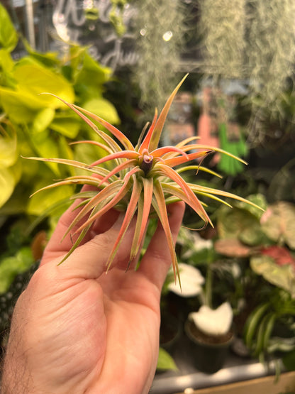 Capitata Peach Air Plant