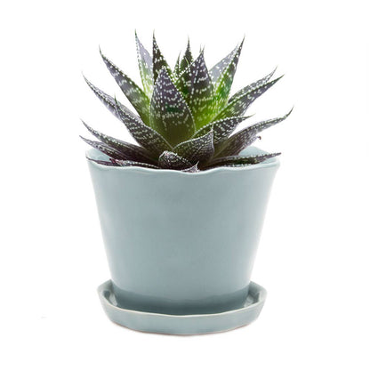 Tika 8&quot; Pot &amp; Saucer