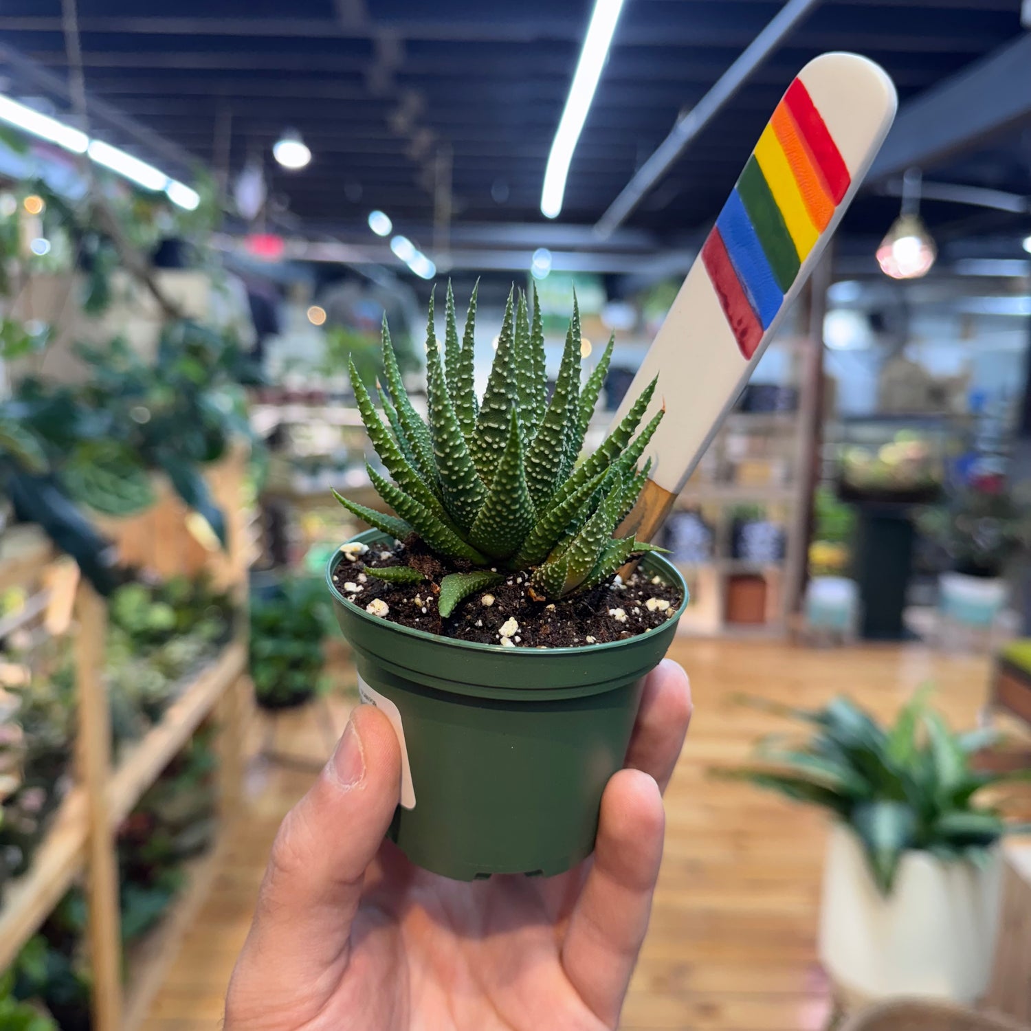 Haworthia Zebra Succulent