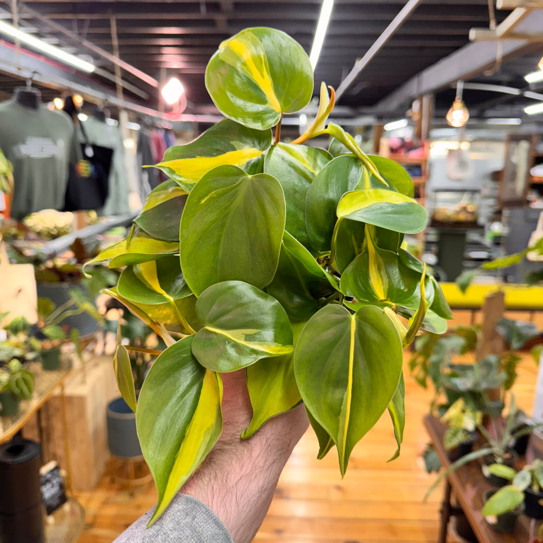 Philodendron Brasil