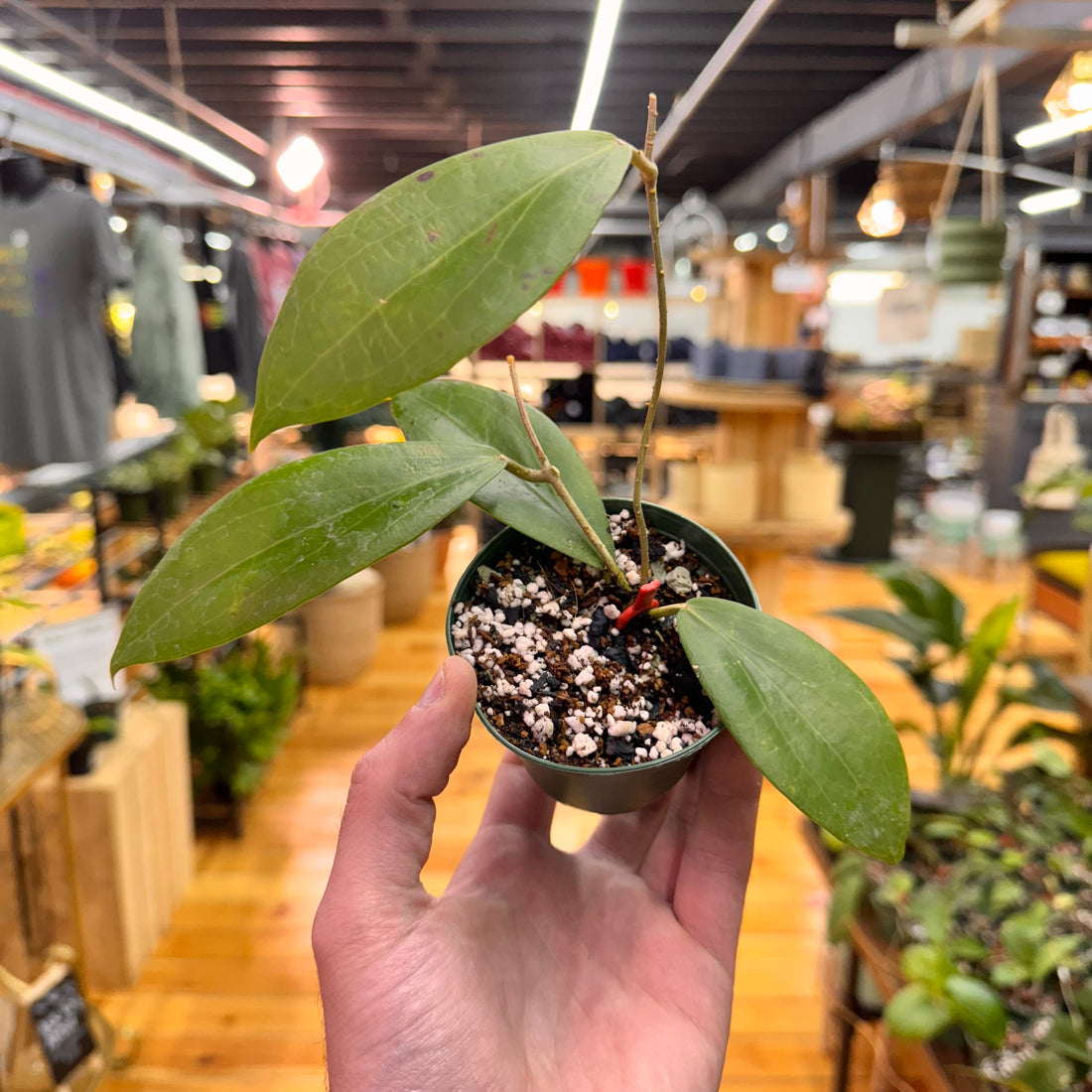 Hoya sp. Surigao Del Sur