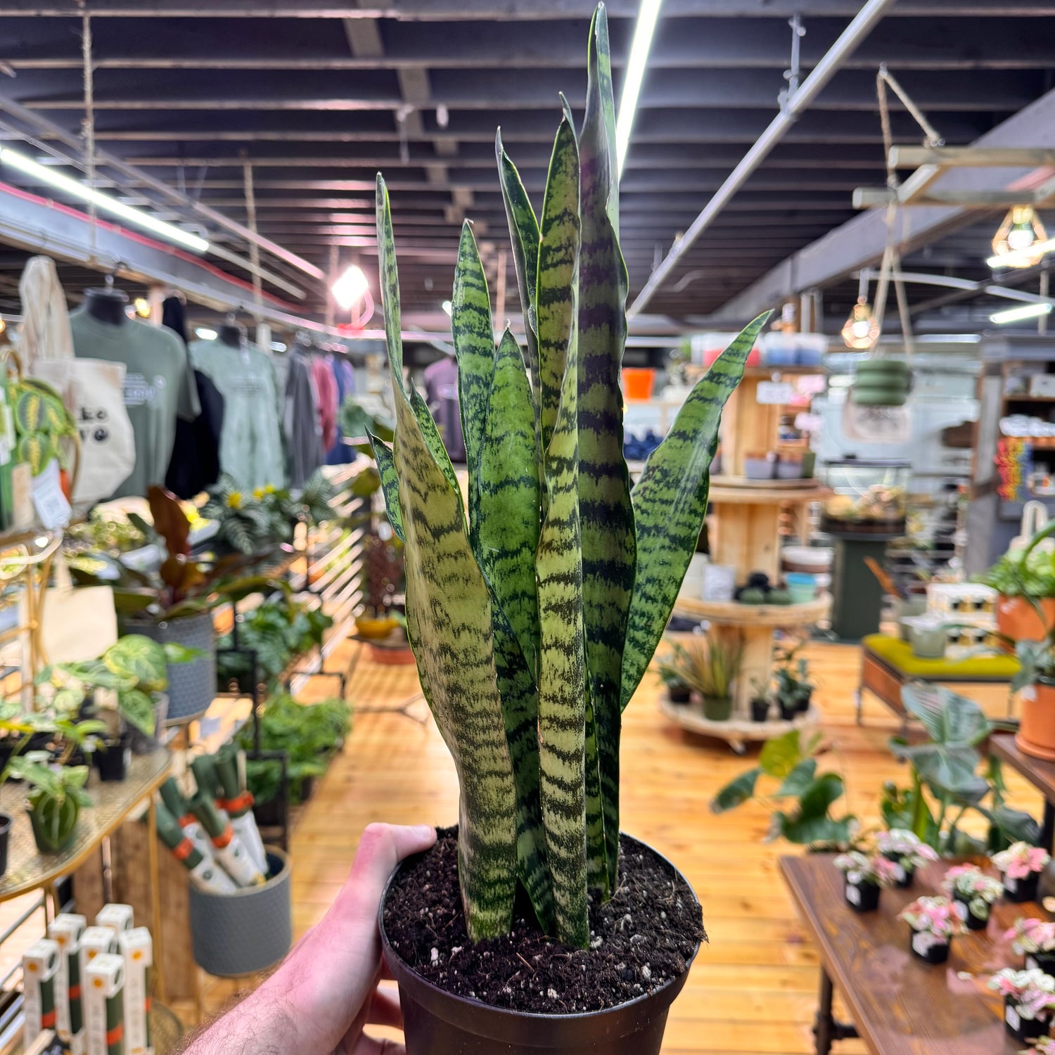 Sansevieria Zeylanica