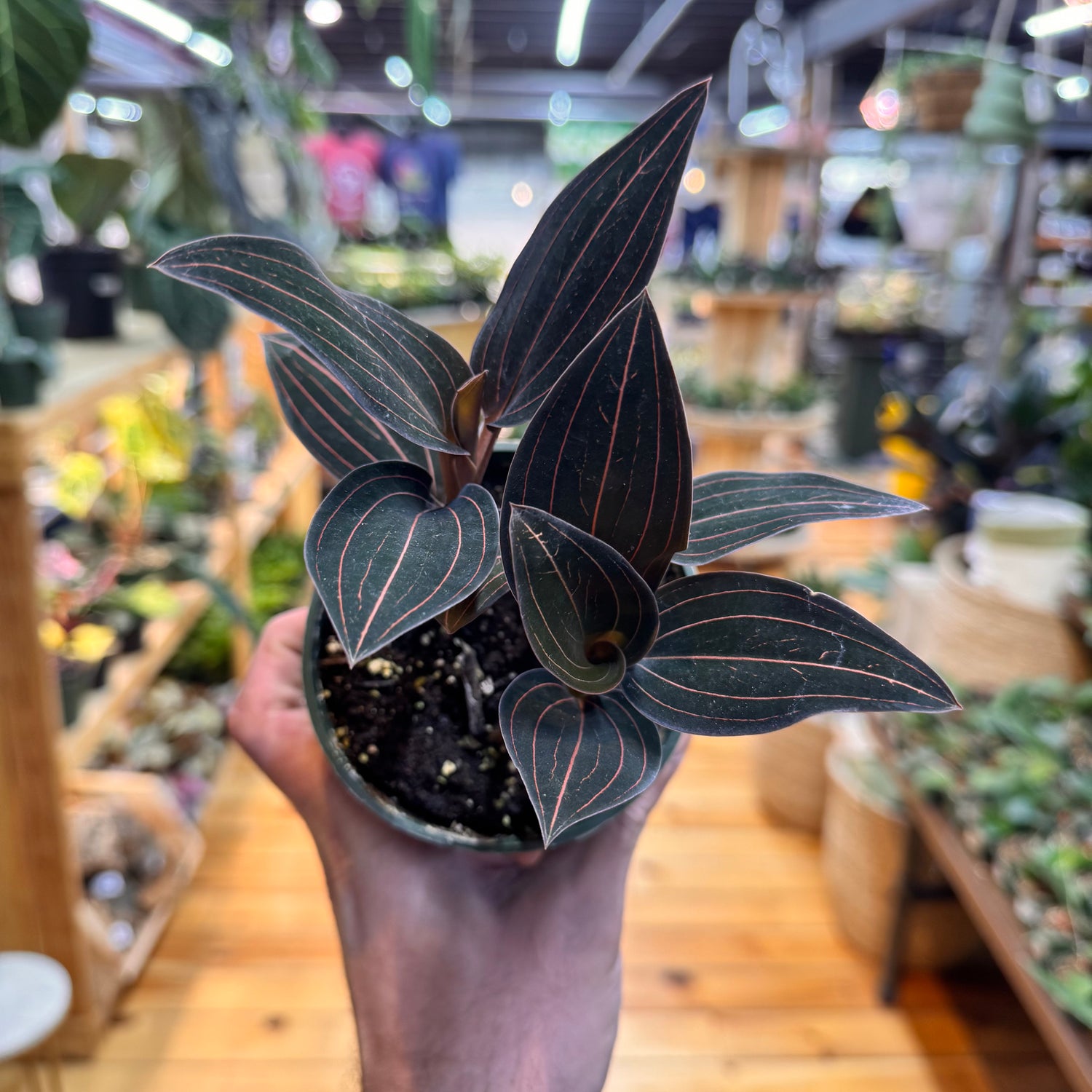 Jewel Orchid &