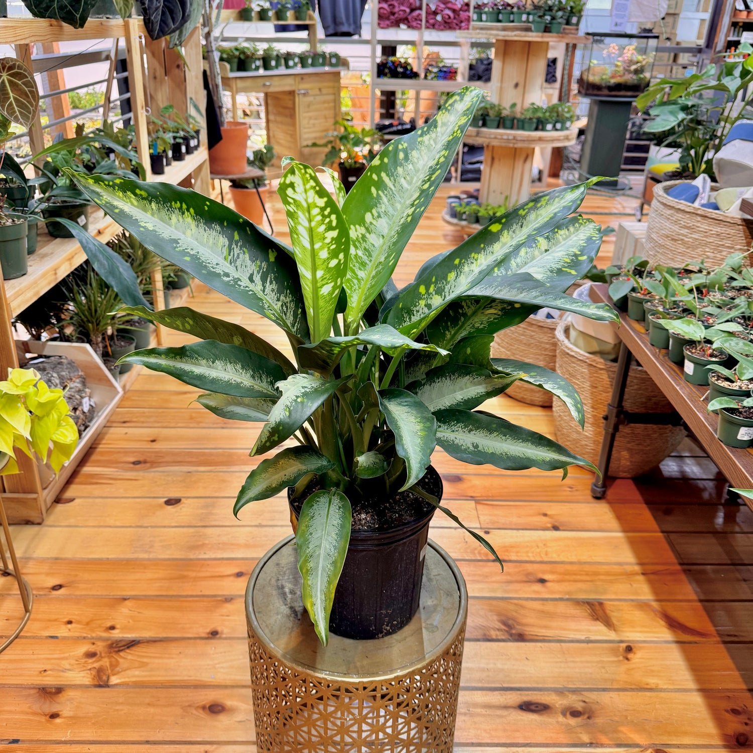 Dieffenbachia Panther