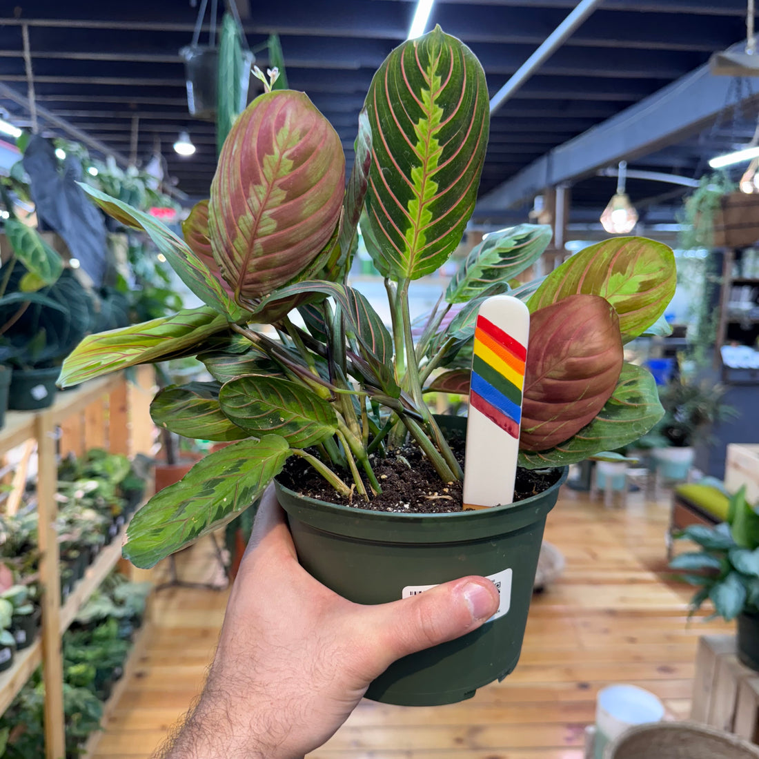 Maranta Red