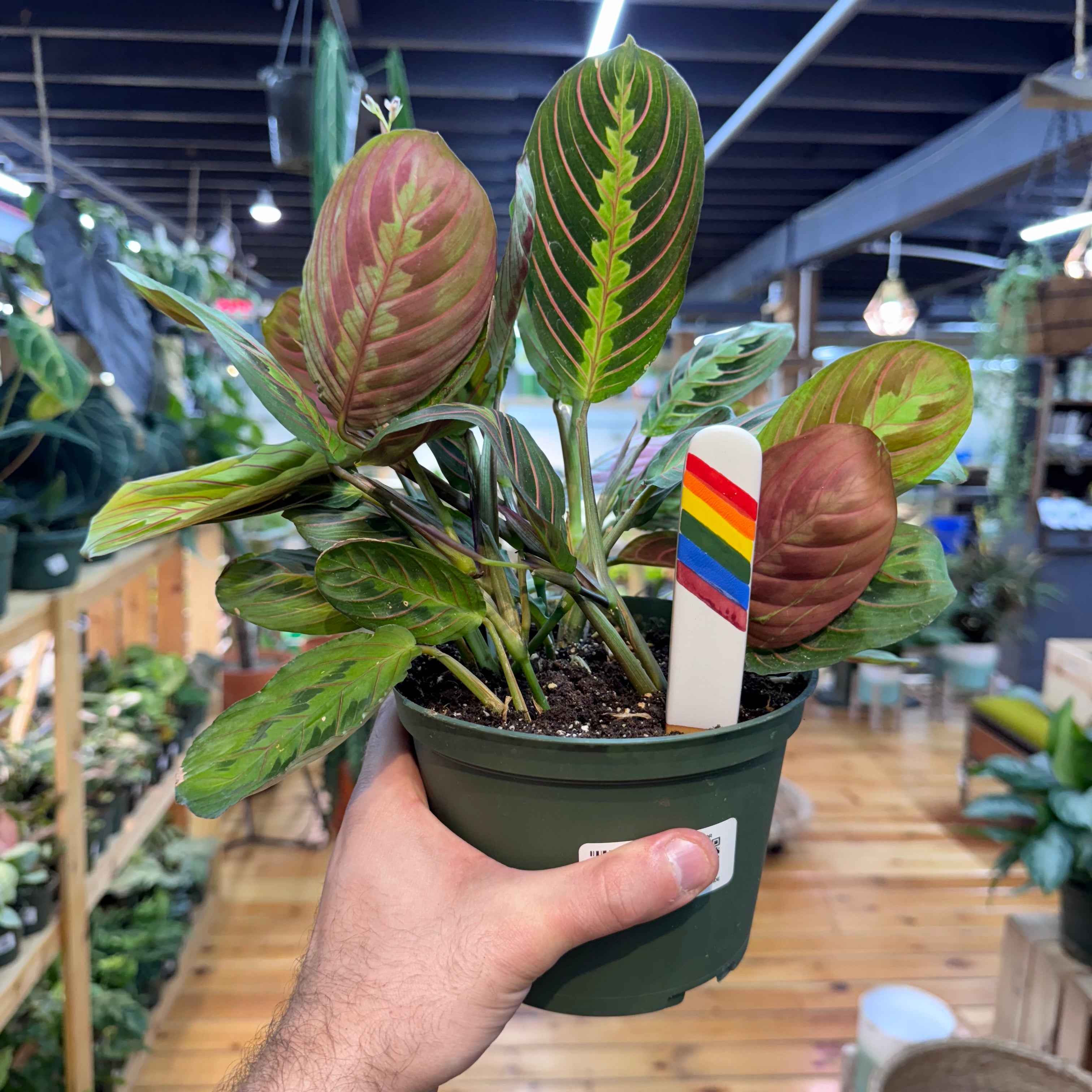 Maranta Red