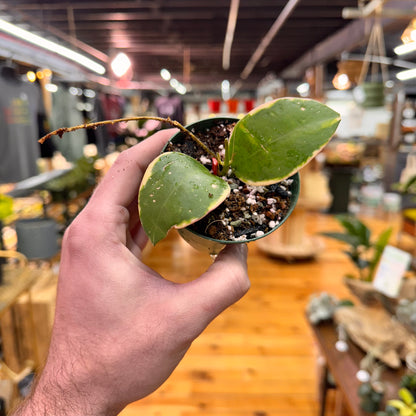 Hoya Verticillata Albo