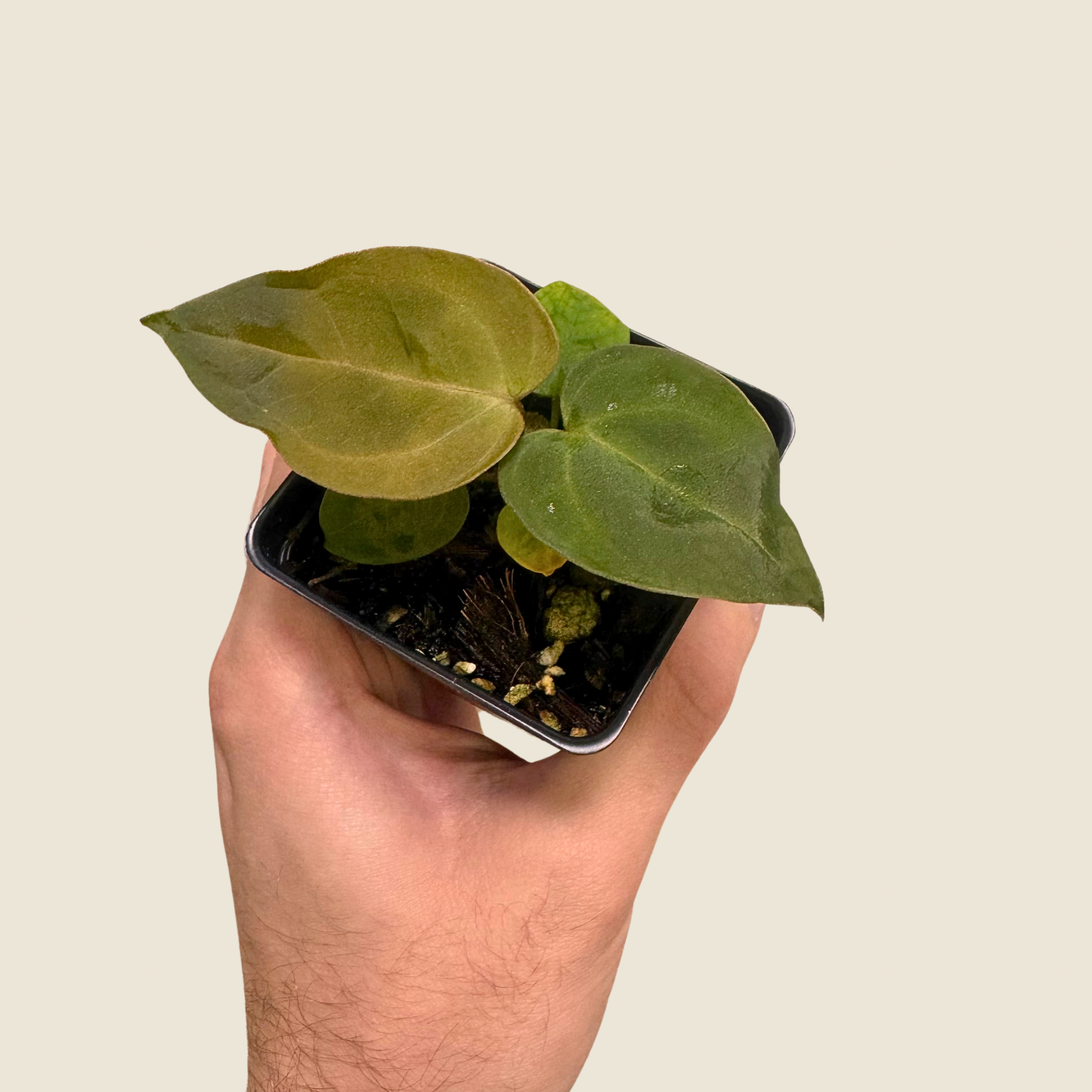 Anthurium (Brielle x Zara) x Indo Port