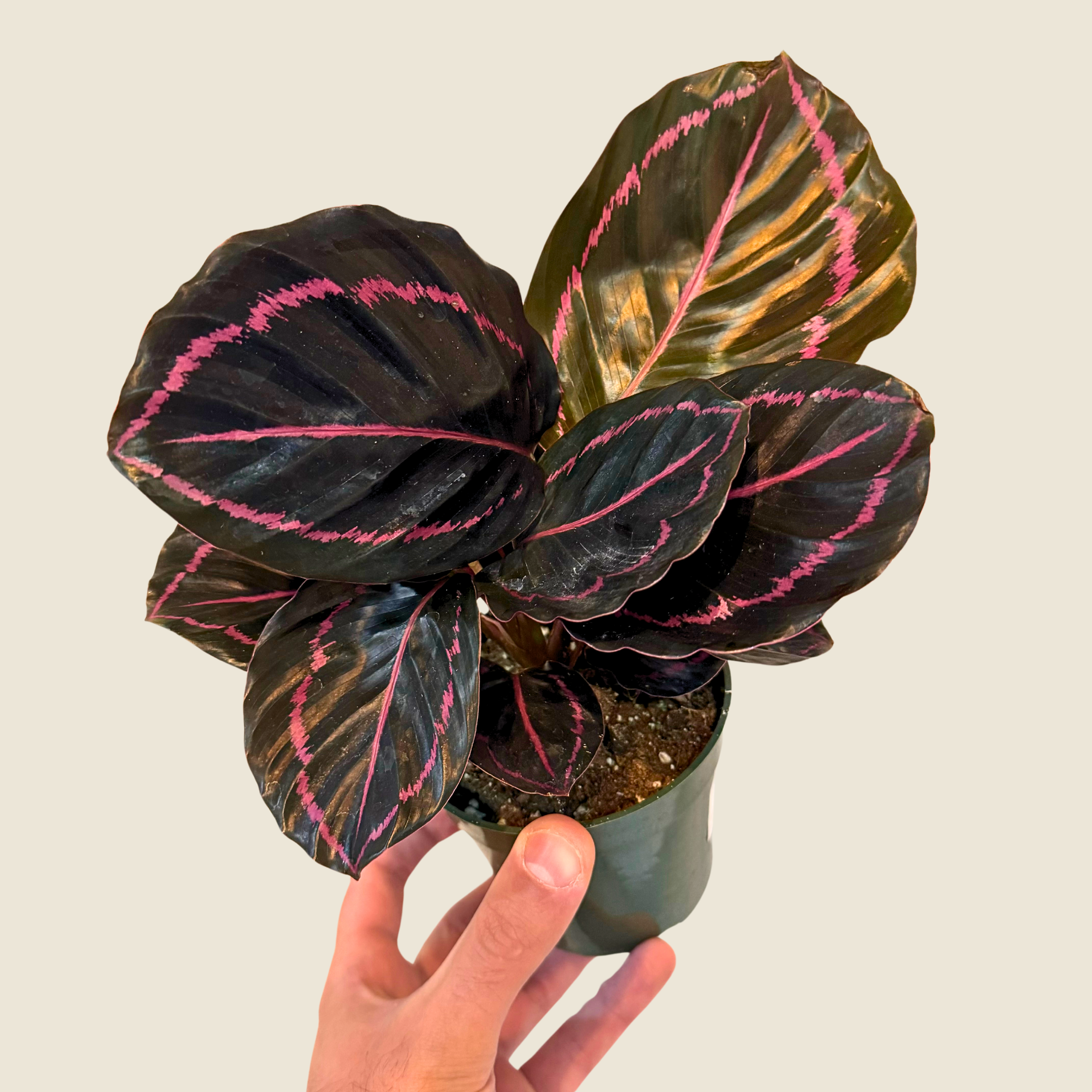 4&quot; Calathea Dottie