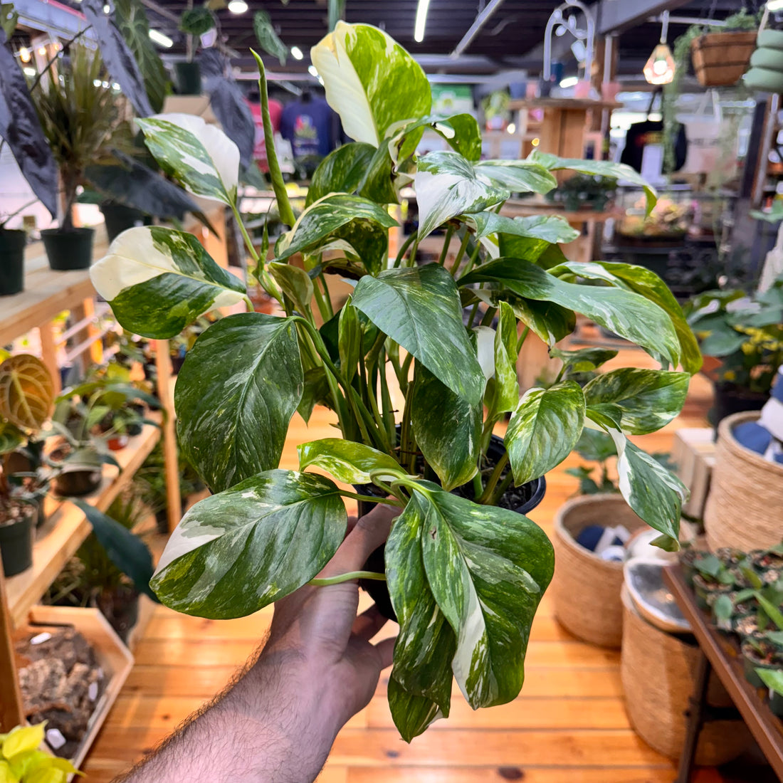 Monstera Lechleriana Variegated