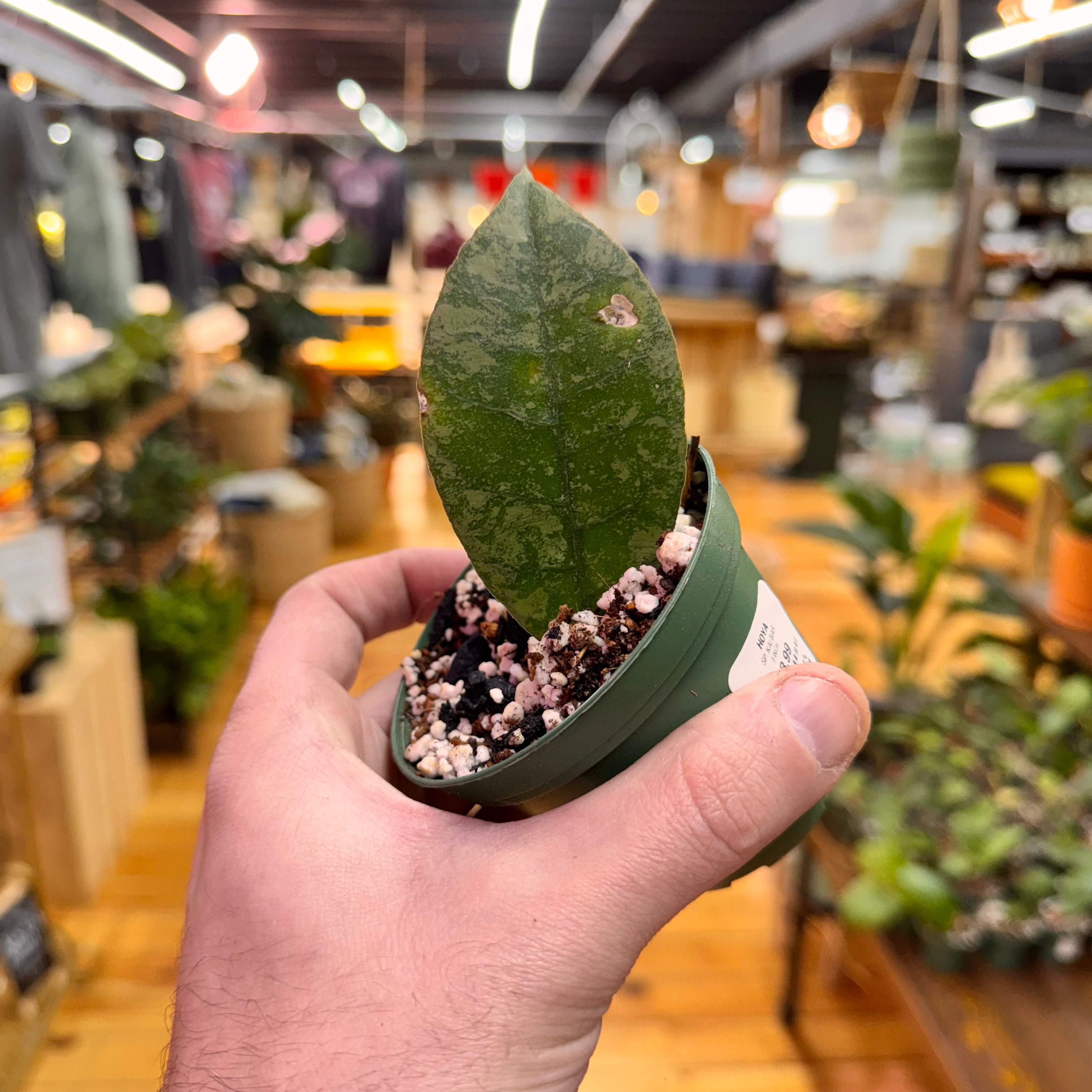 Hoya sp. Kalbar