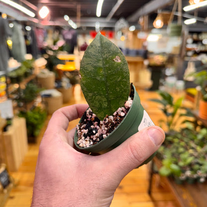 Hoya sp. Kalbar