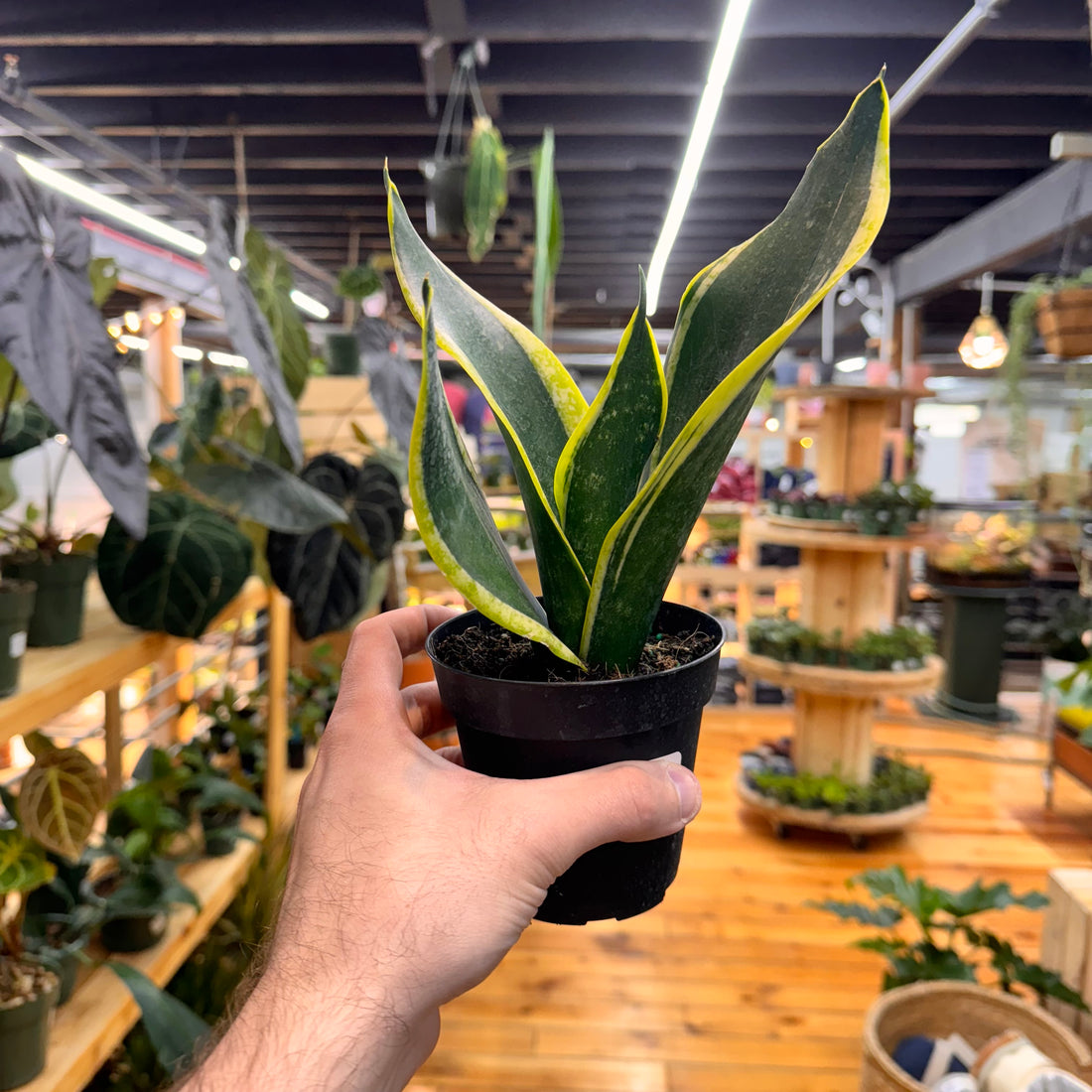 Sansevieria Black Gold