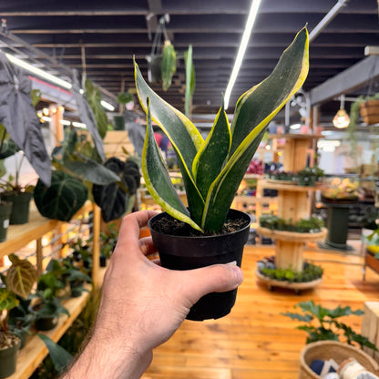 Sansevieria Black Gold