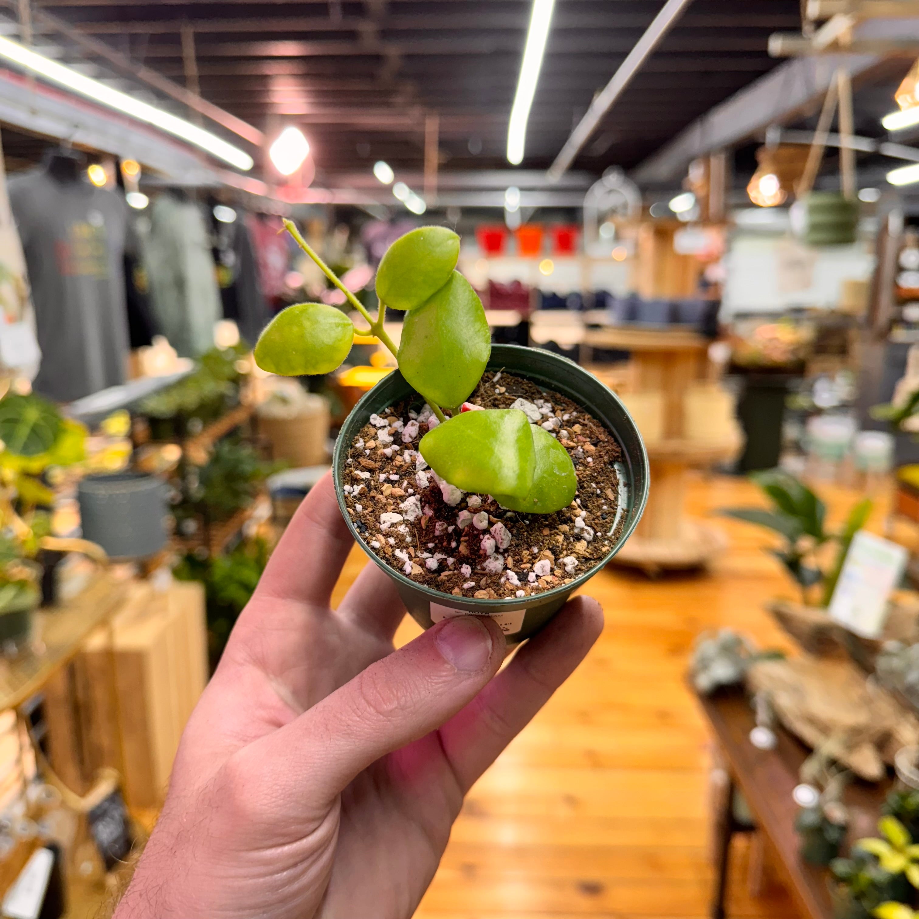 Hoya sp. Pagar Alam