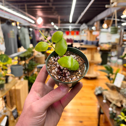 Hoya sp. Pagar Alam