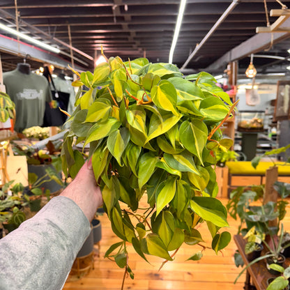 Philodendron Brasil