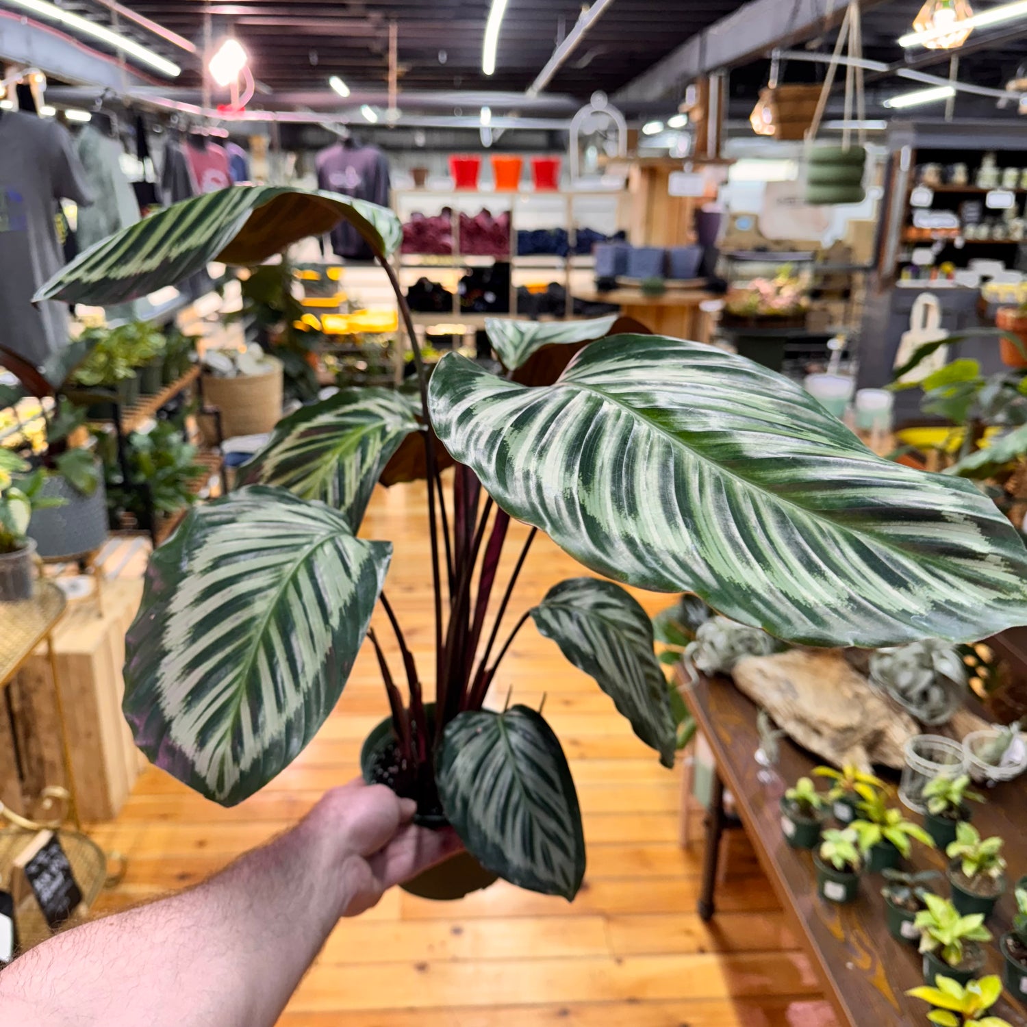 Calathea Red Peacock