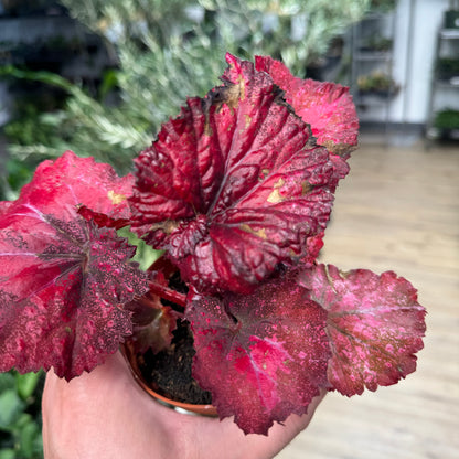 Begonia Love Hurts