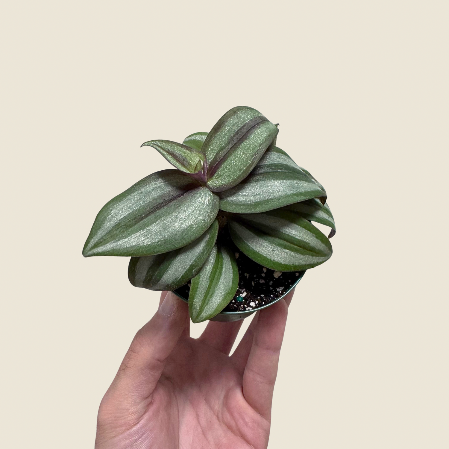 Tradescantia Zebrina