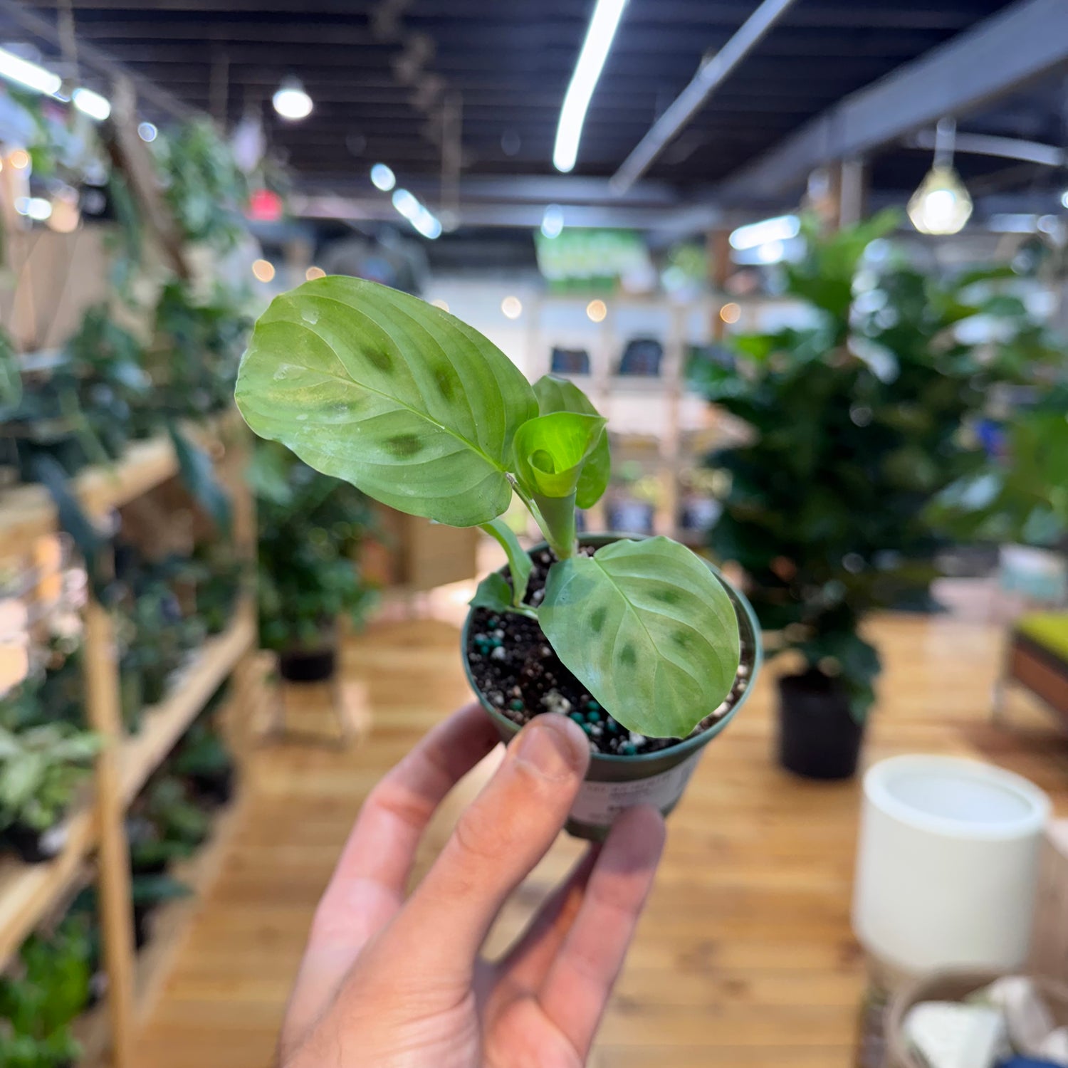 Hand holding a small potted plant in a store with plants in the background