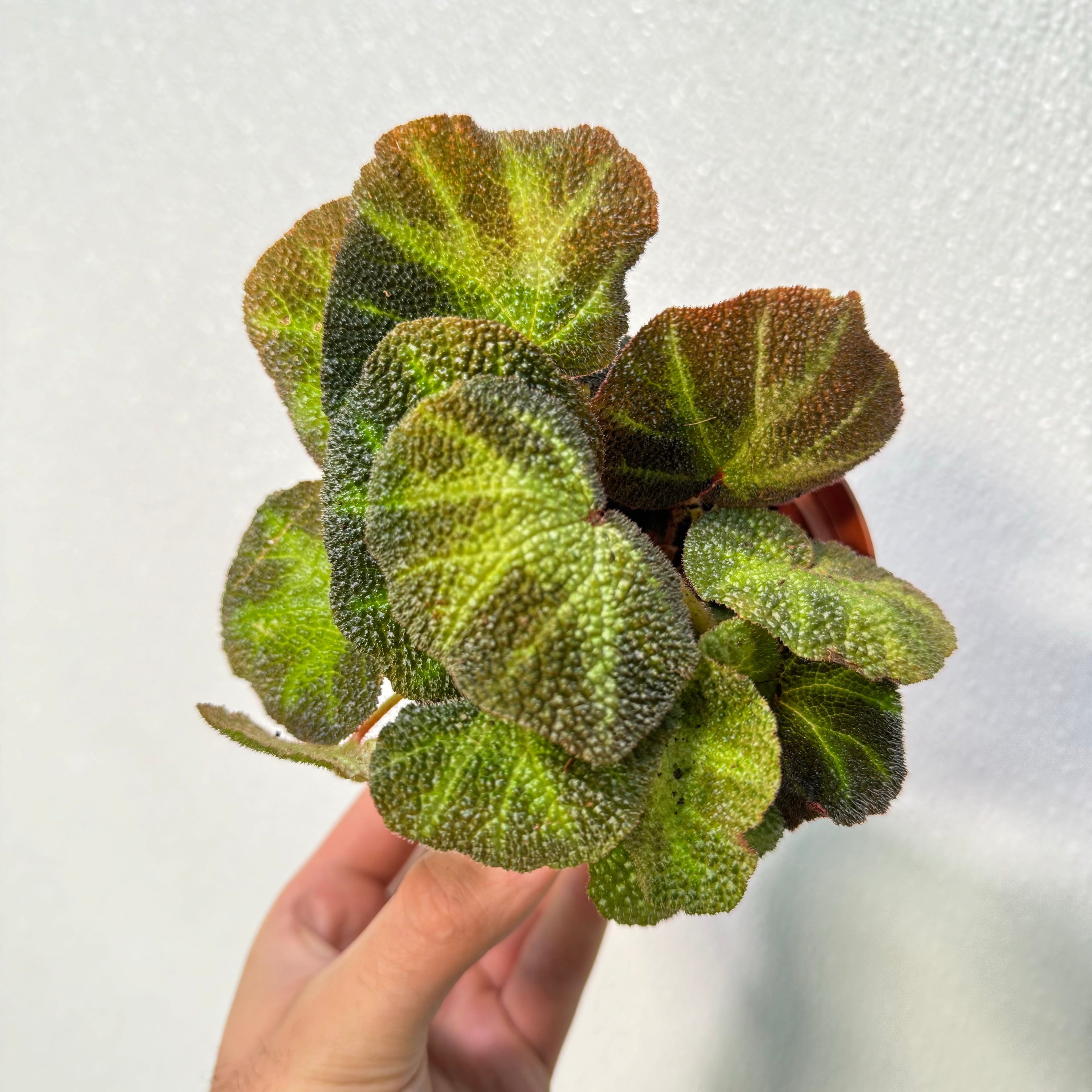 Begonia Soil Mutata