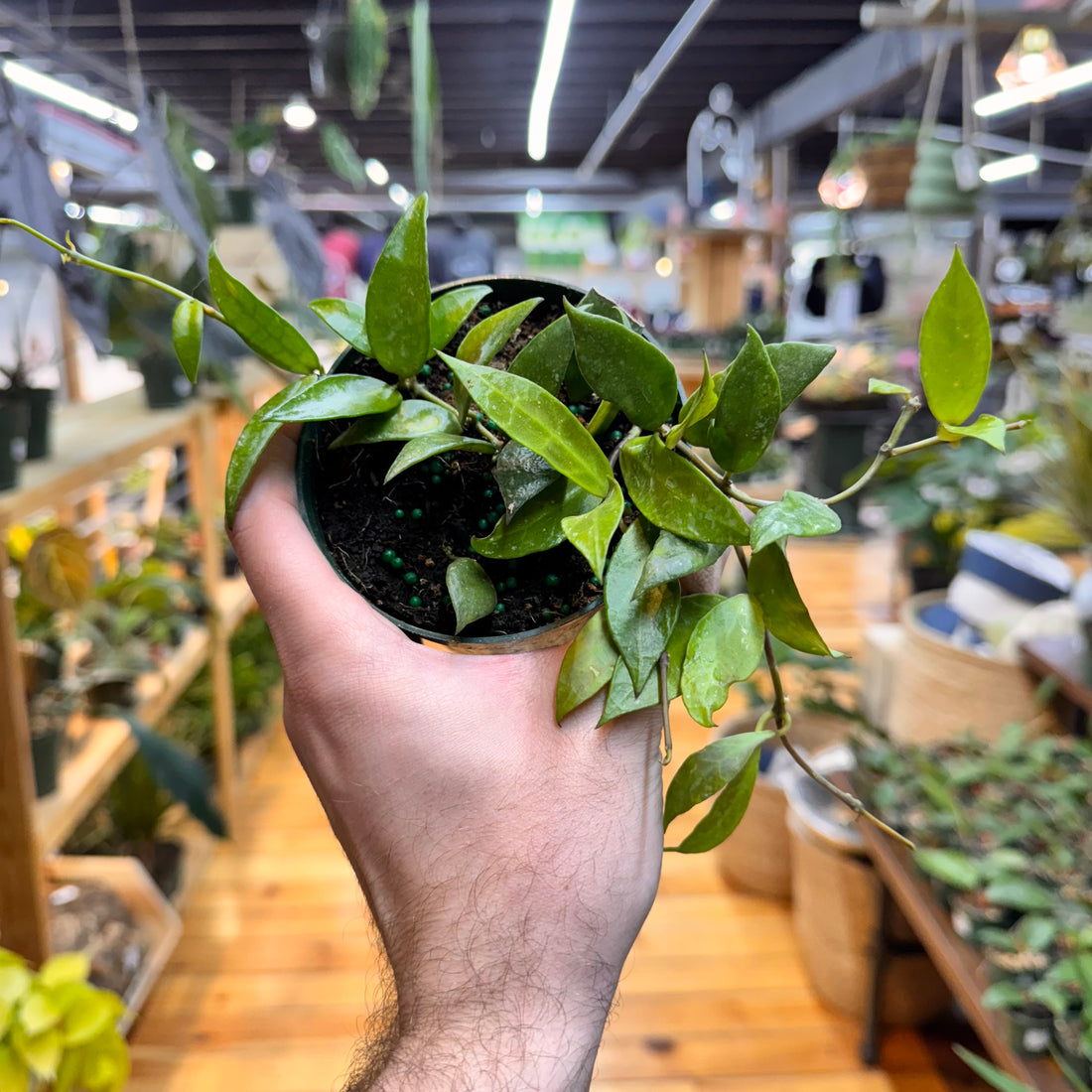 Dischidia Krinkle