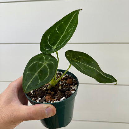 Anthurium Forgetii