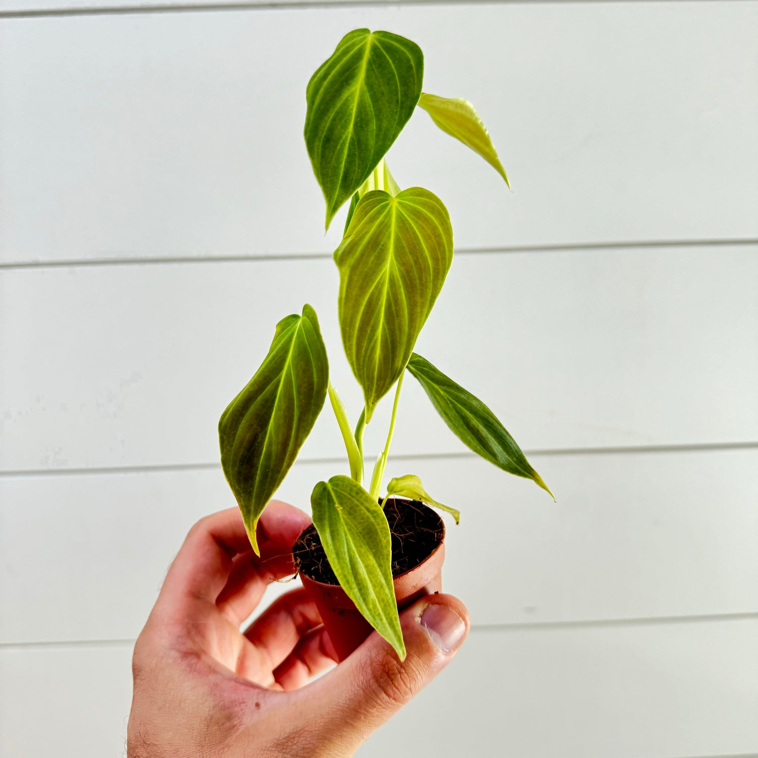 Philodendron Glorious