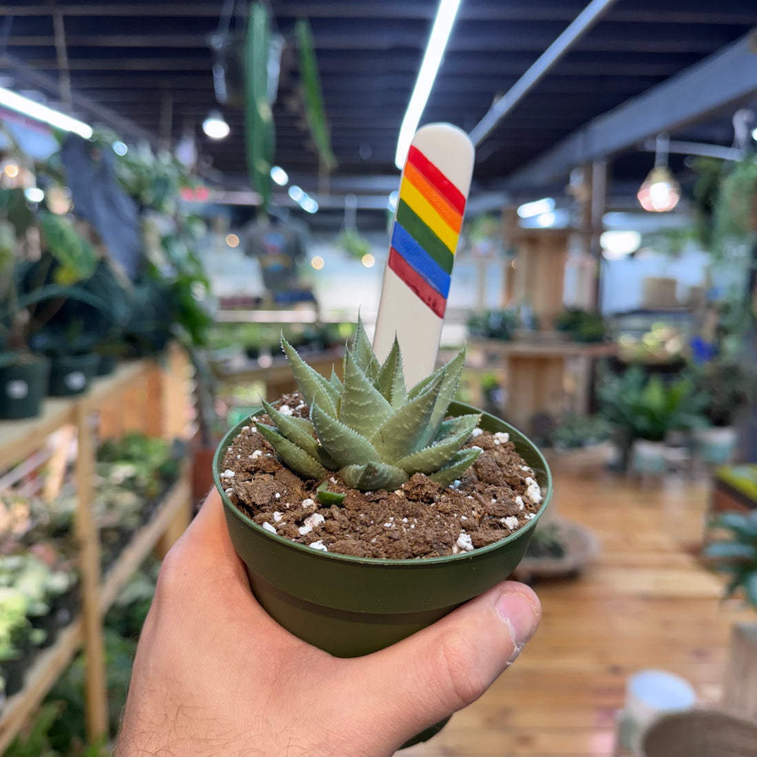 Gasteraloe &