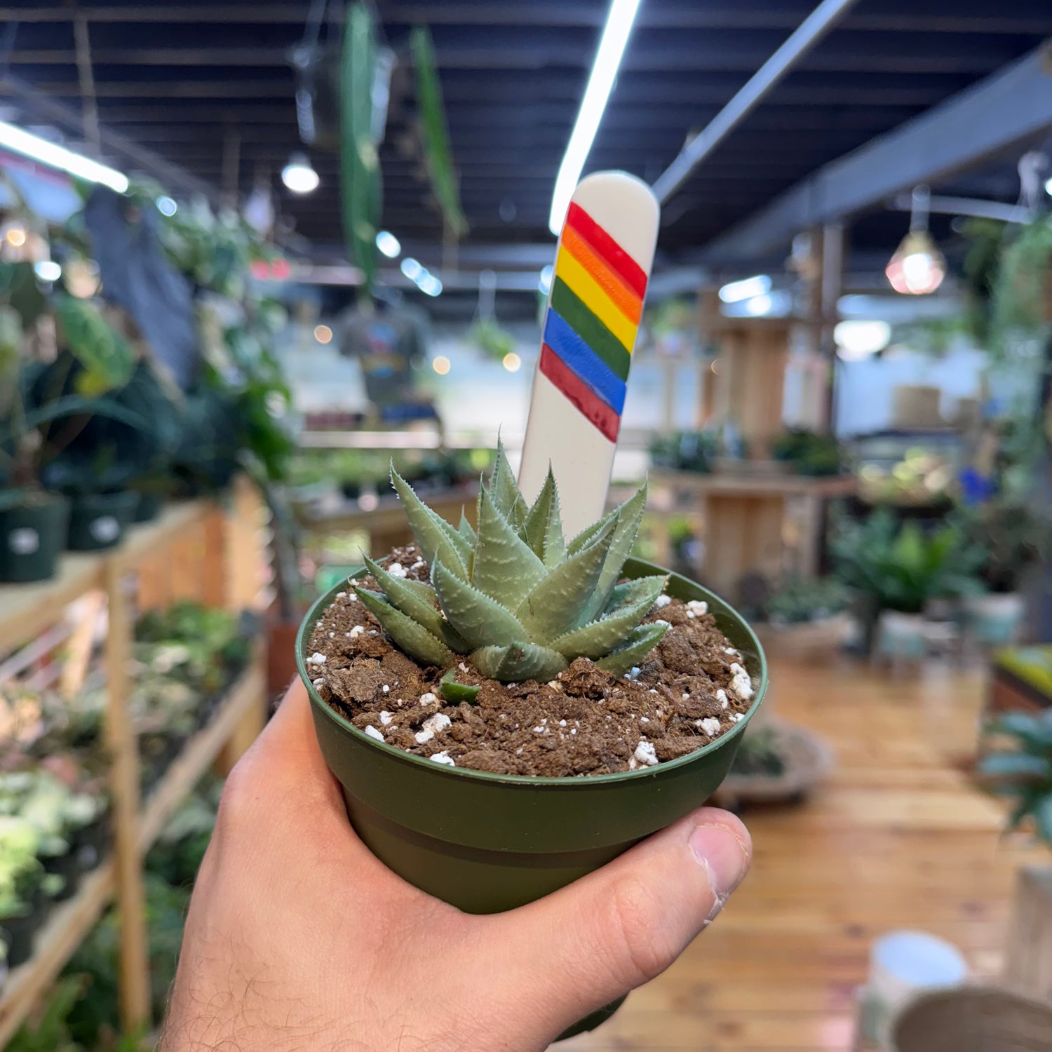 Gasteraloe &