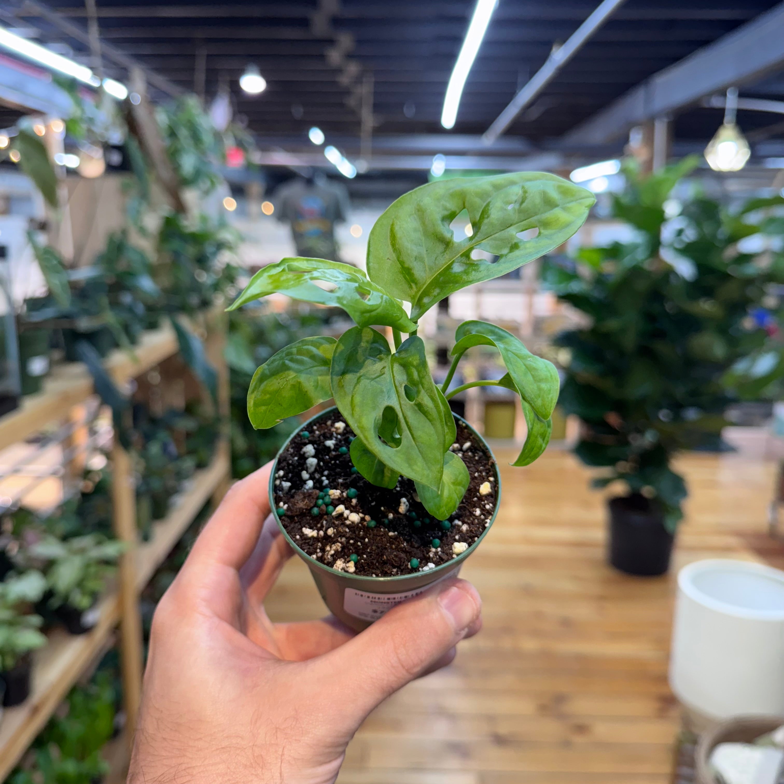 Hand holding a small potted plant in a store setting