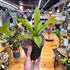 Agave Fox Tail Live Plant in Nursery Pot