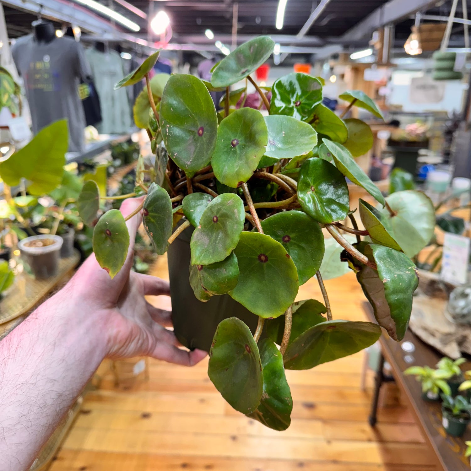 Begonia Conchifolia Plant in Nursery Pot