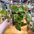 Begonia Conchifolia Plant in Nursery Pot