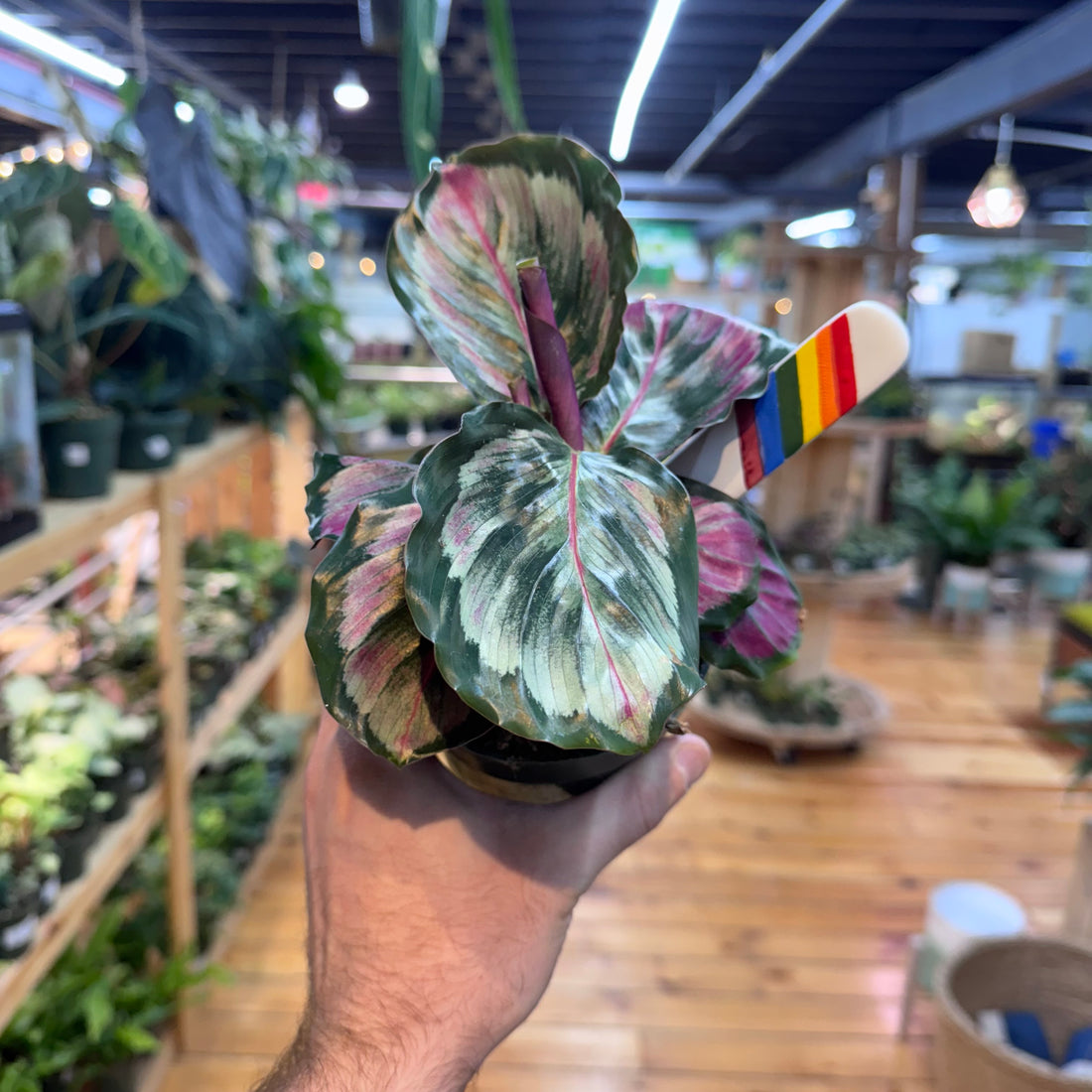 Calathea Mysty