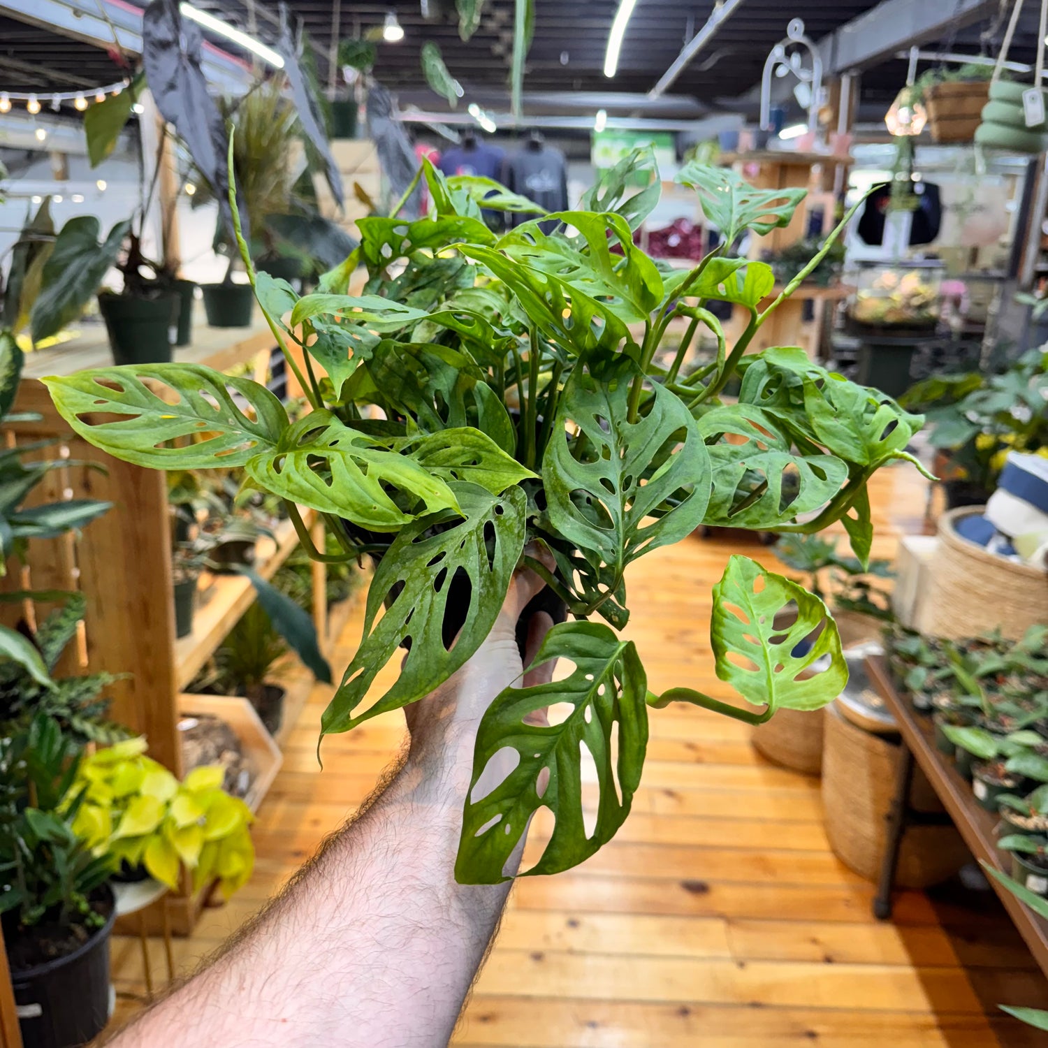 Monstera Swiss Cheese