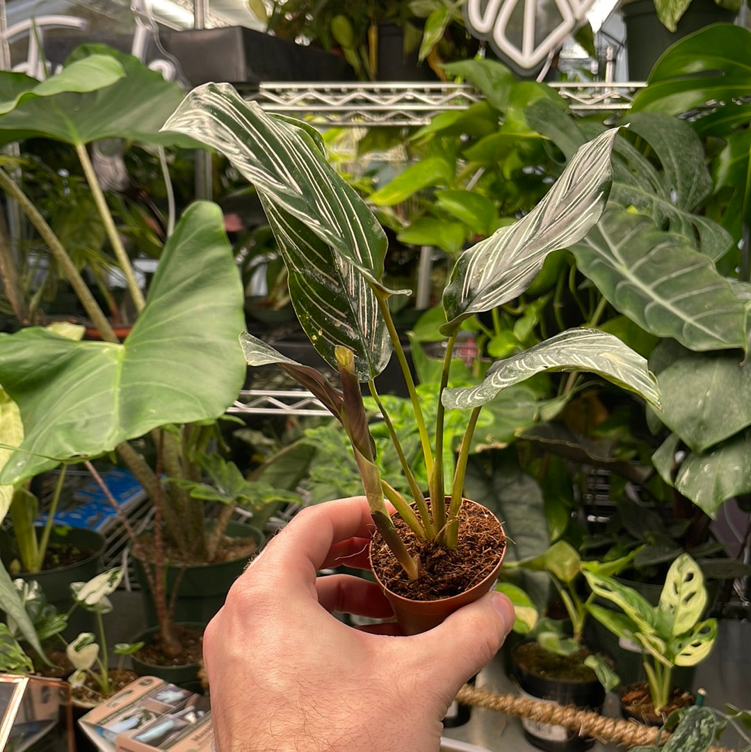 Calathea Ornata