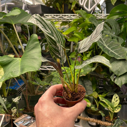 Calathea Ornata