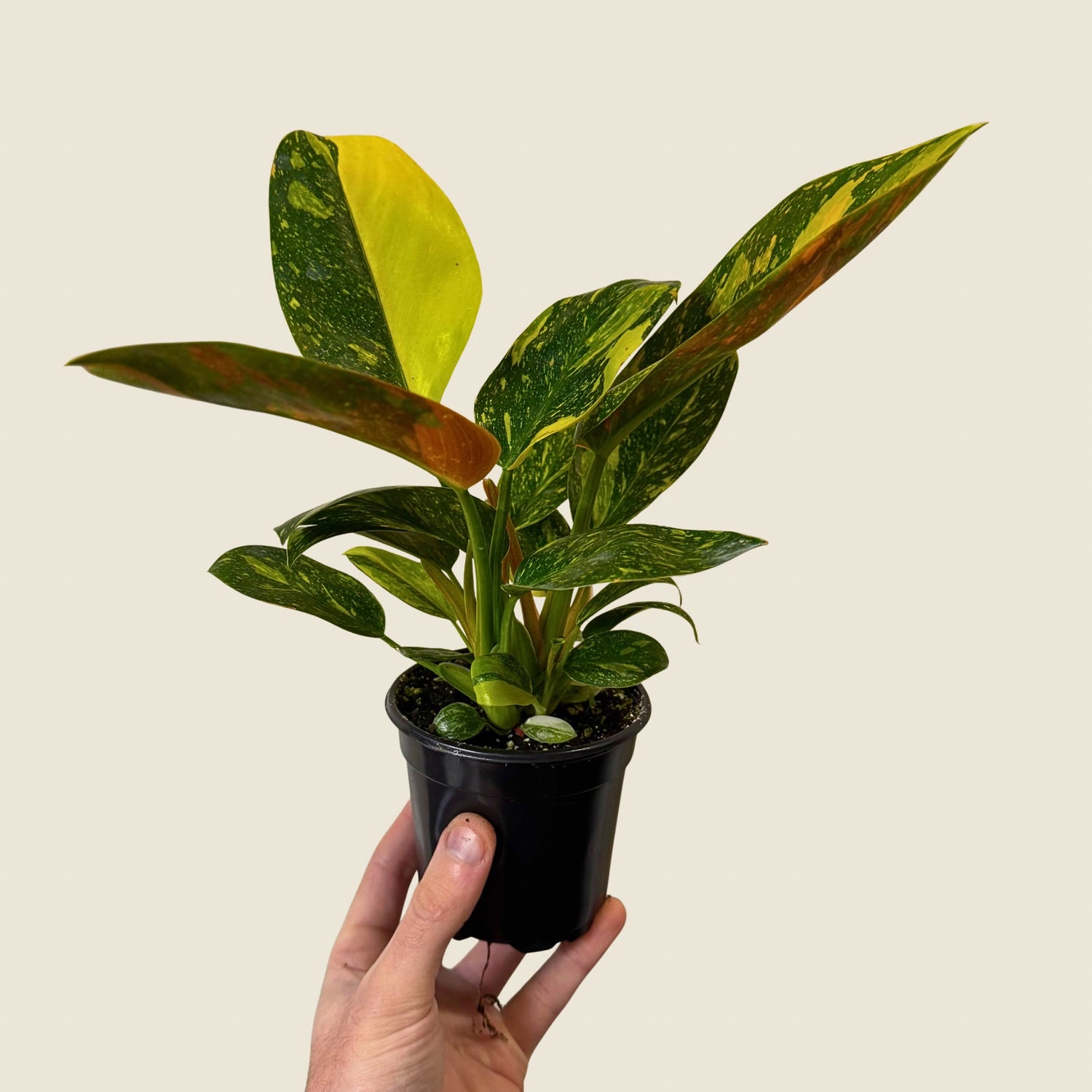 4" Philodendron Green Congo ‘Nuclear&