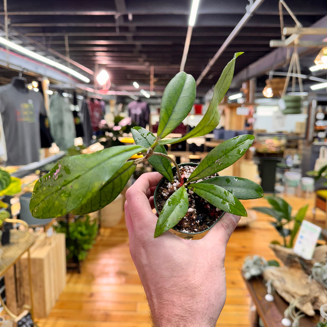 Hoya Crassipetiolata &