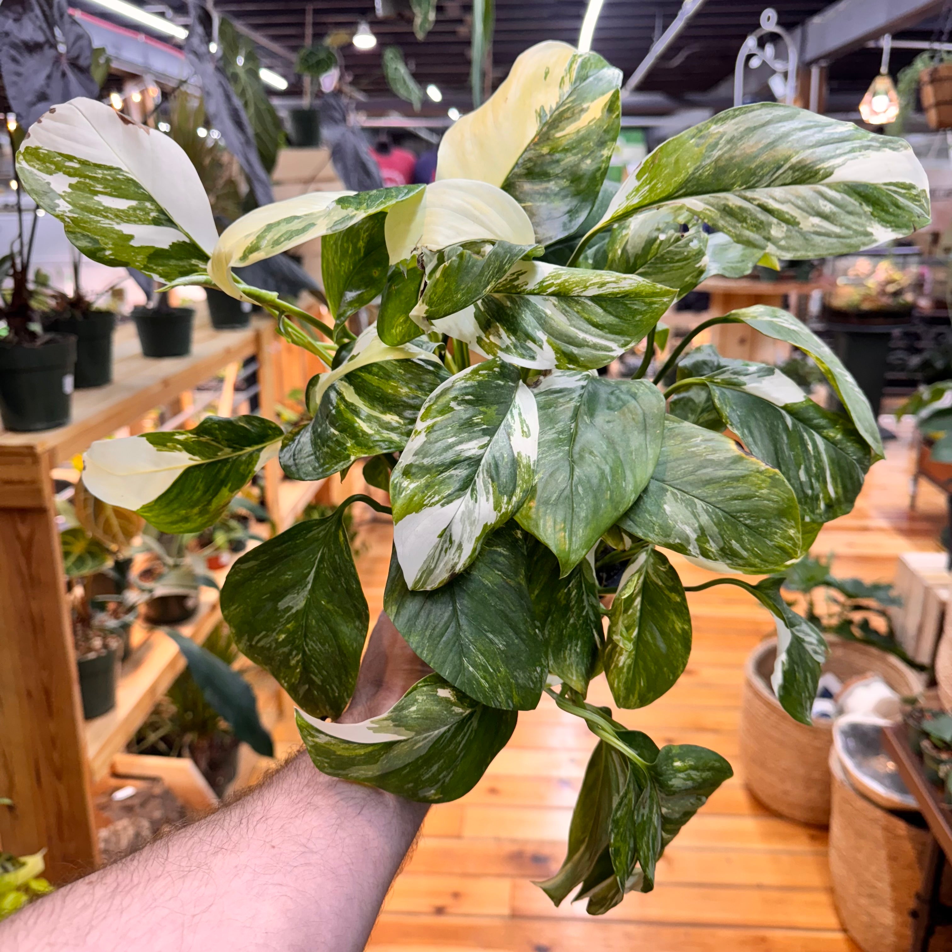Monstera Lechleriana Variegated