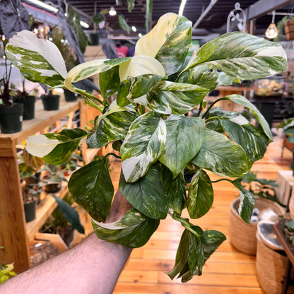 Monstera Lechleriana Variegated