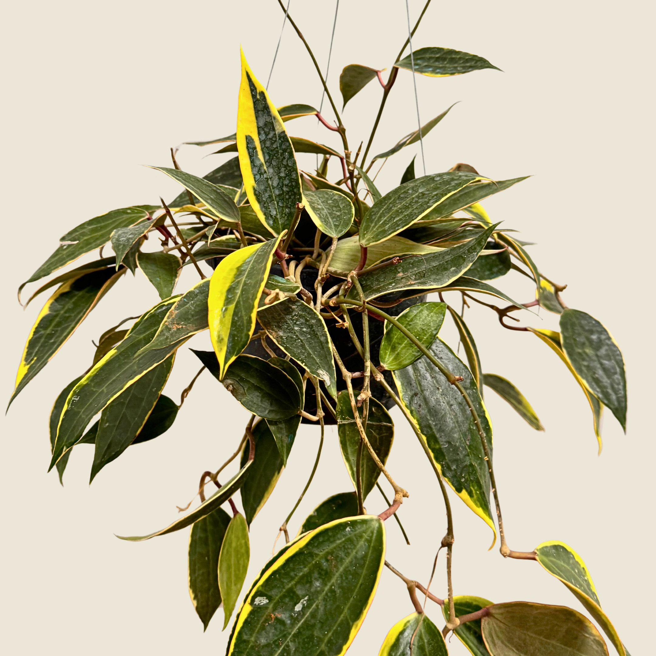 Hoya Macrophylla