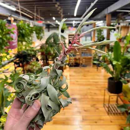 Streptophylla Air Plant